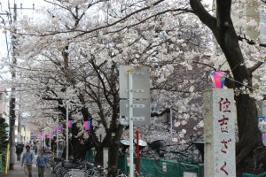 一昨年の様子です。例年、満開時は見事な桜並木☆