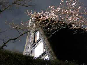 夜の民家園(桜ライトアップ)