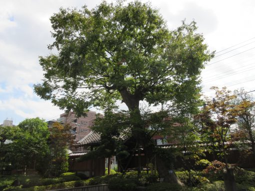 かつてあった通用門の横からそのままの姿で移植した樹齢350年を超える御神木のケヤキ