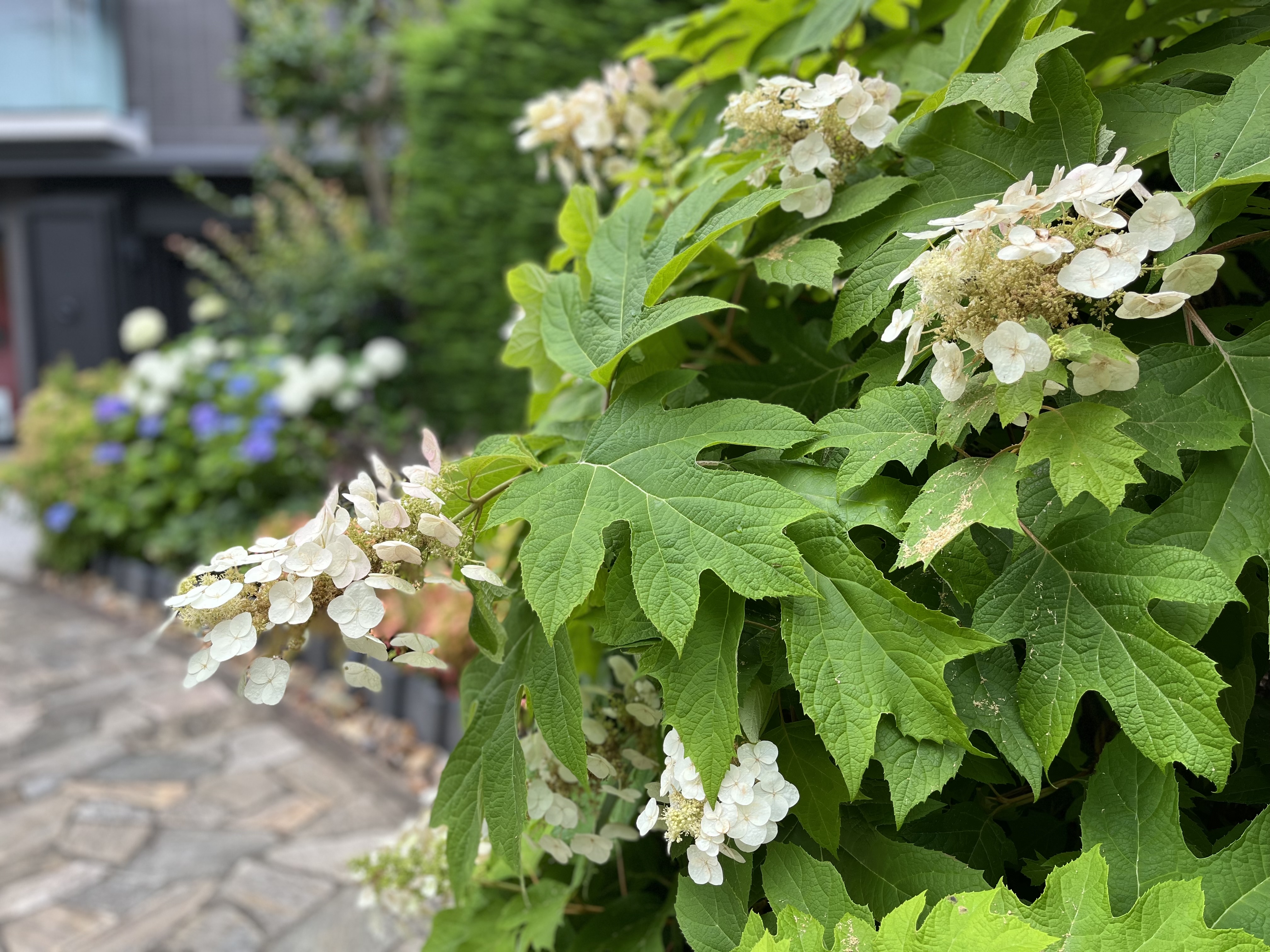 梅雨を彩る紫陽花たち