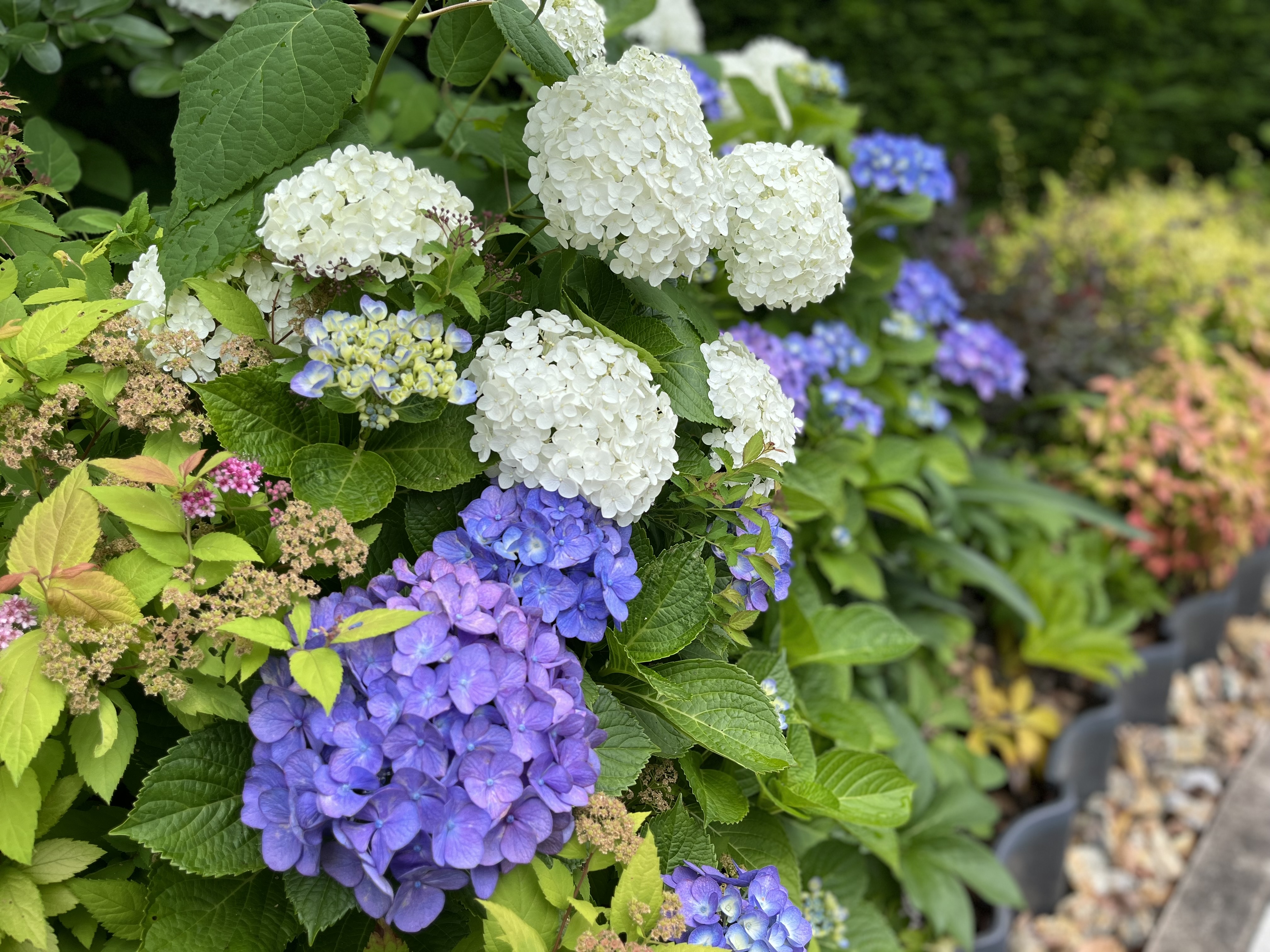 梅雨を彩る紫陽花たち