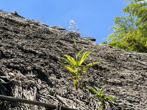 茅葺屋根の上に咲いた花