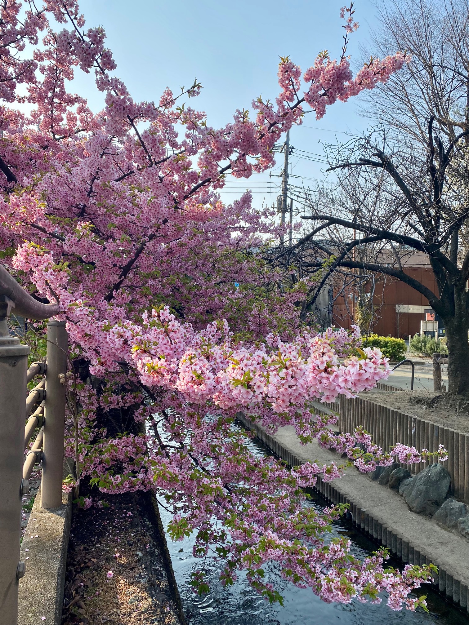 二ヶ領用水の河津桜