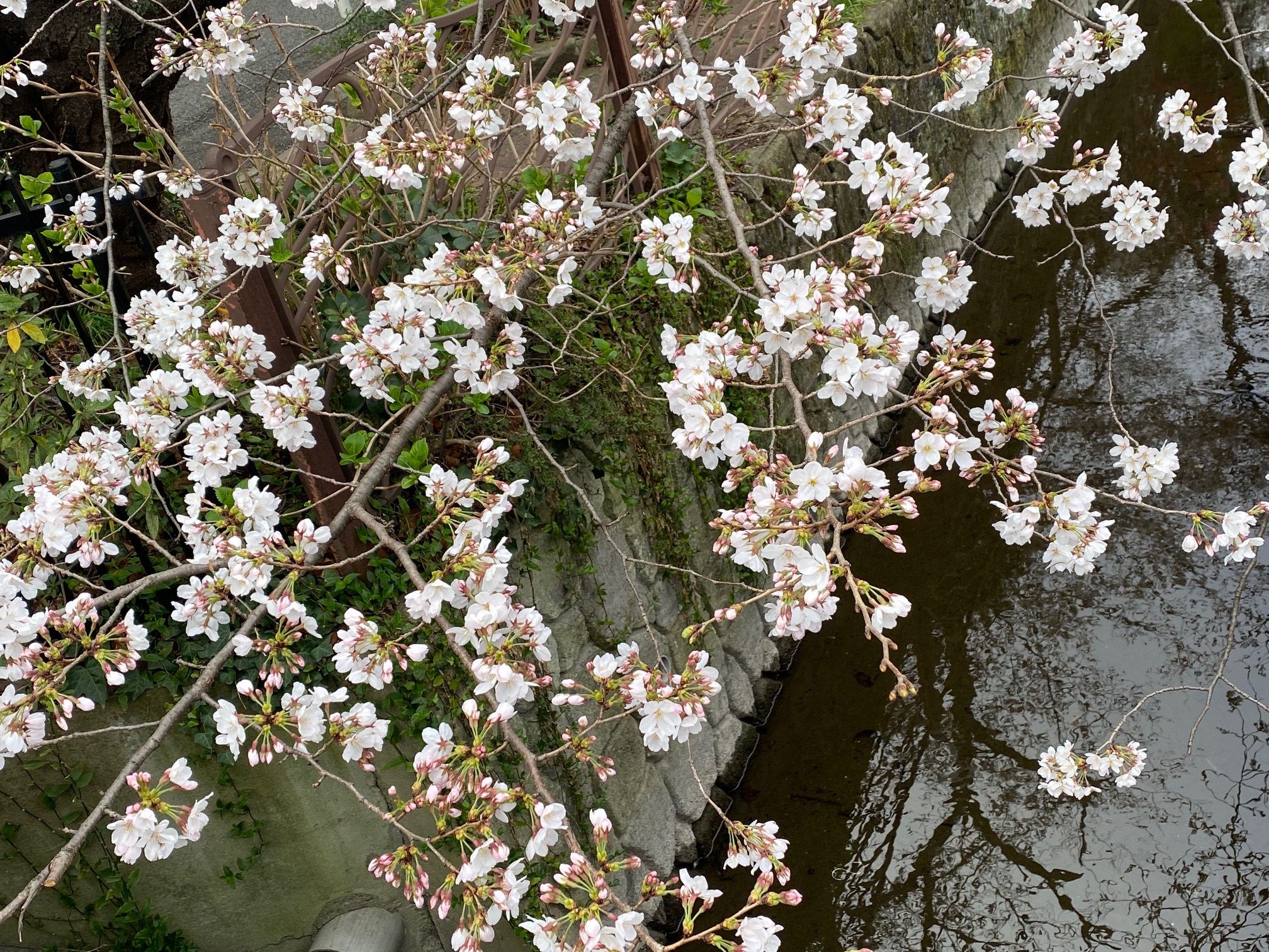 二ヶ領用水川面の桜