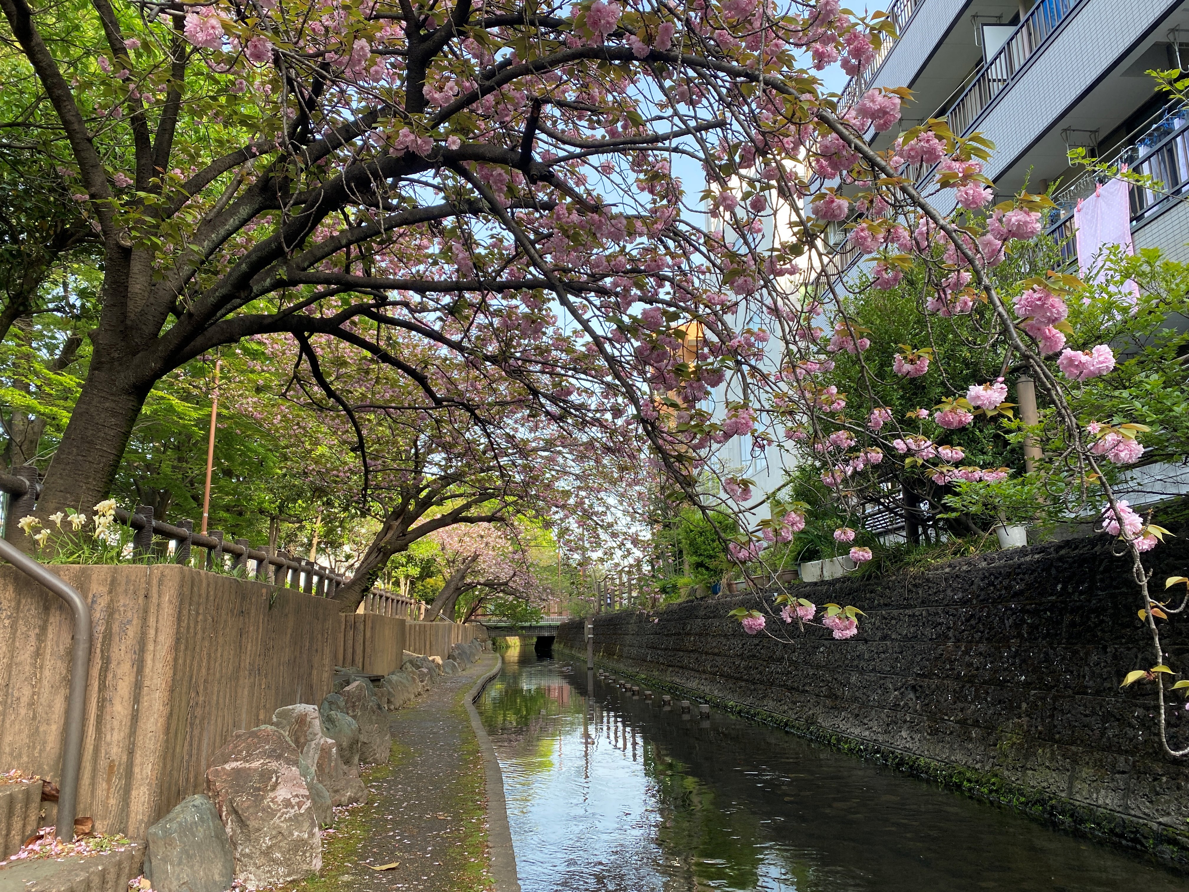 二ヶ領用水の八重桜