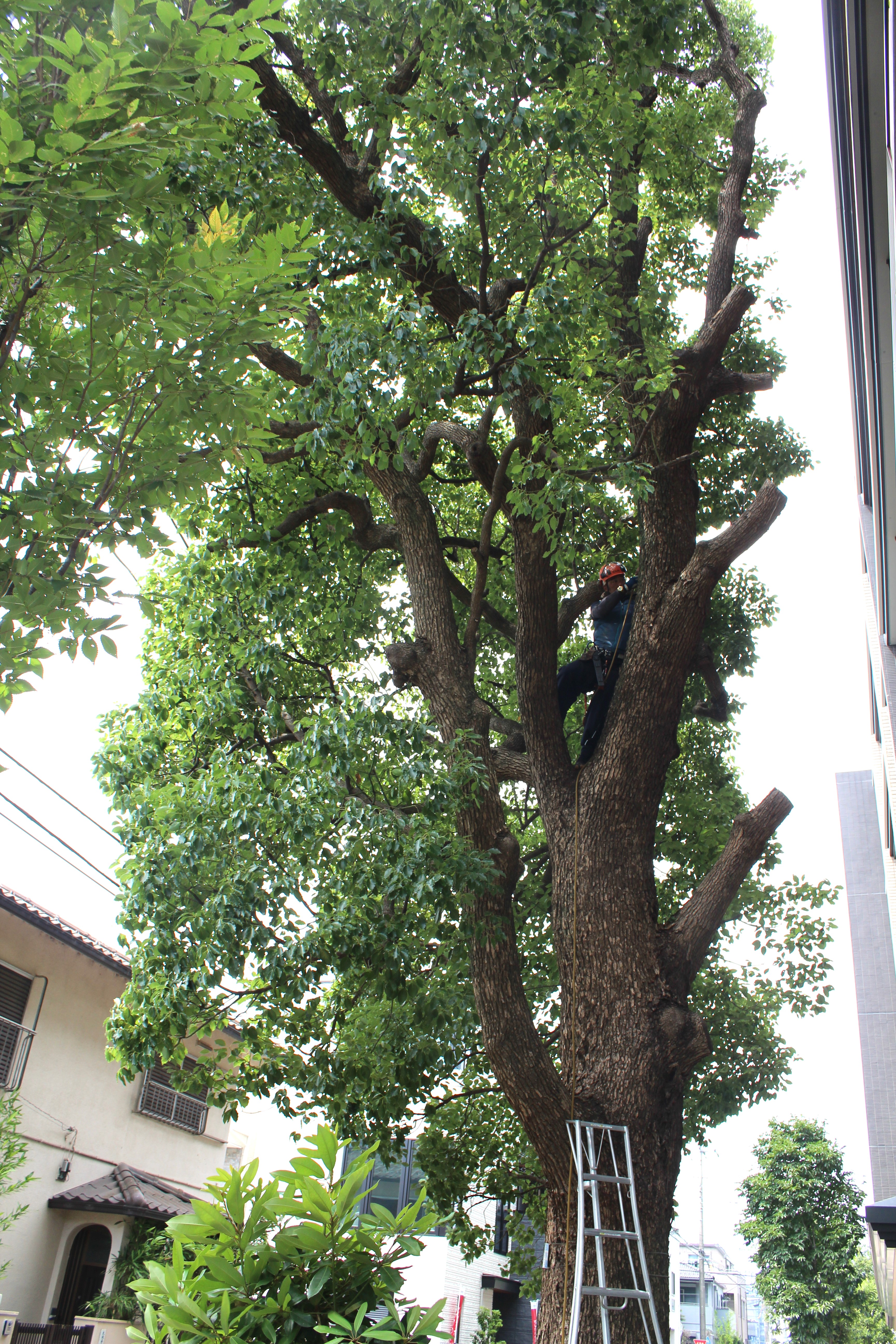 あっという間に職人さんは高いところへ